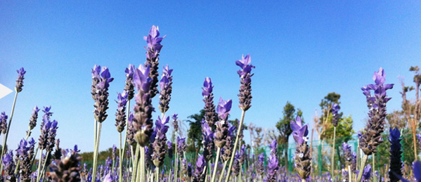 原料优势 原料优势